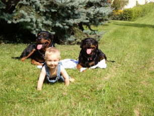 Kleinkind mit 2 Hunden